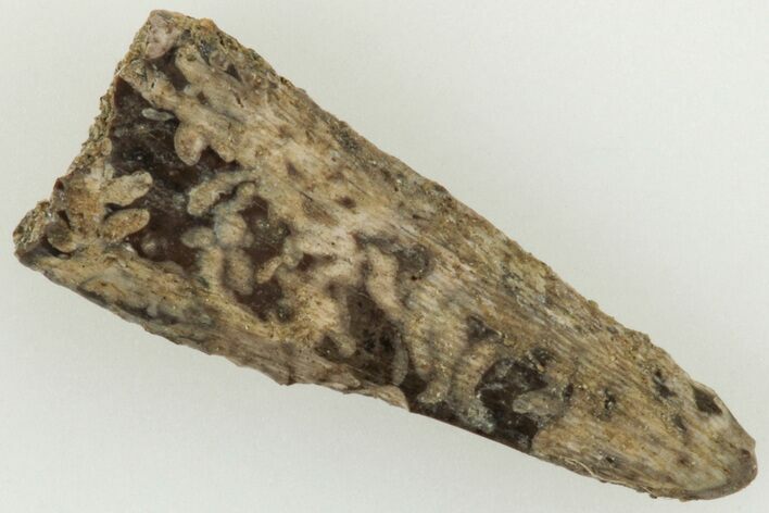 Fossil Theropod (Richardoestesia?) Tooth - Montana #204035